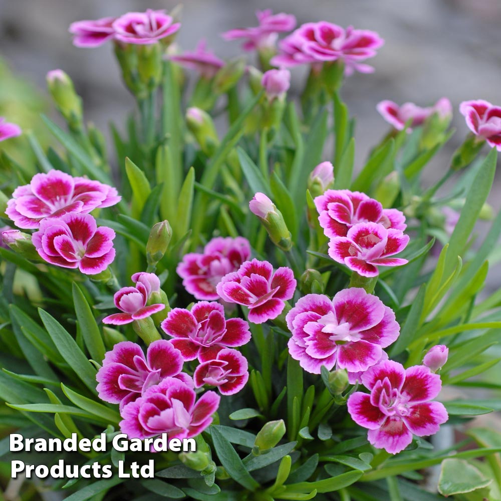 Dianthus 'Pink Kisses' Price Comparisons | Compare The Build