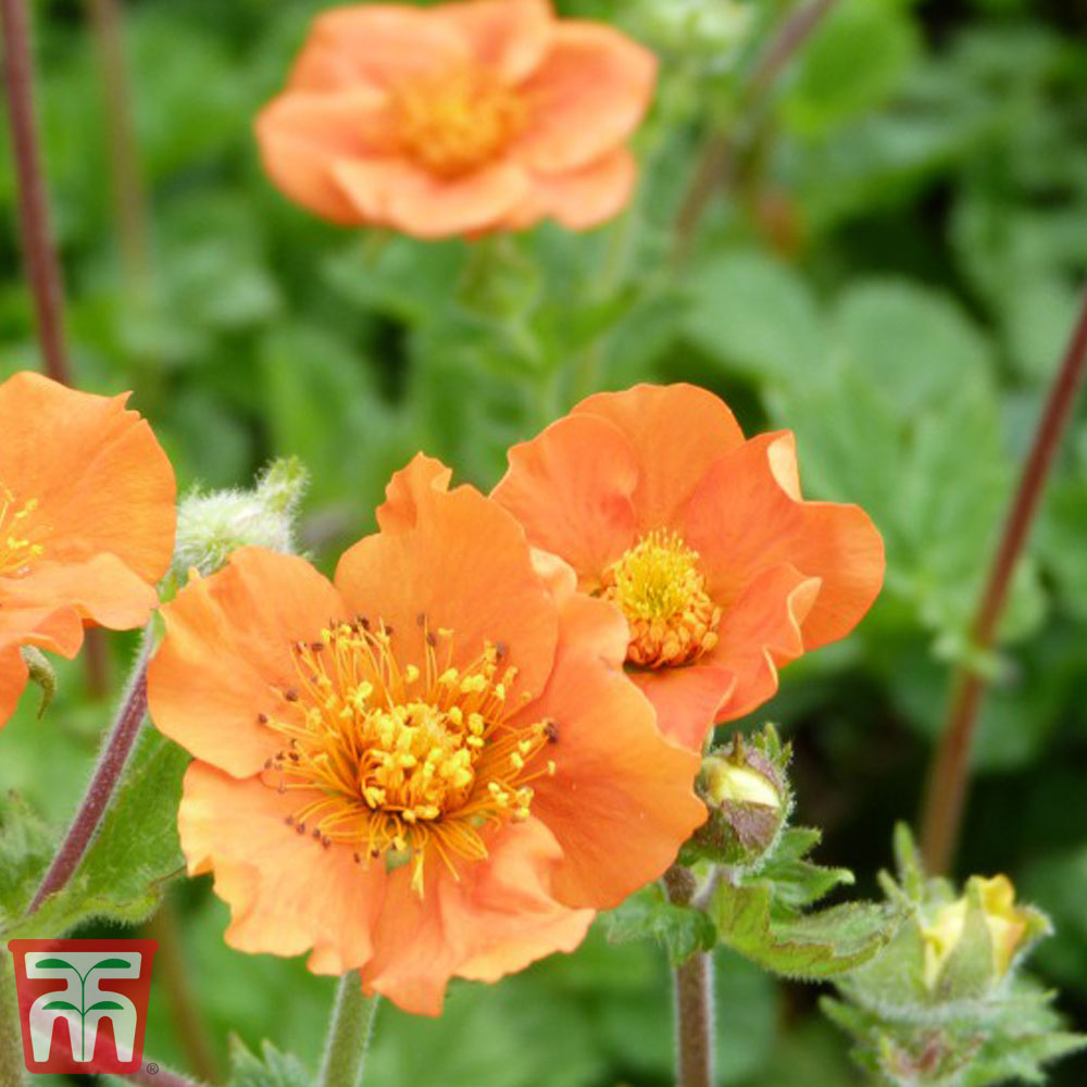 Geum coccineum 'Cooky' Price Comparisons | Compare The Build