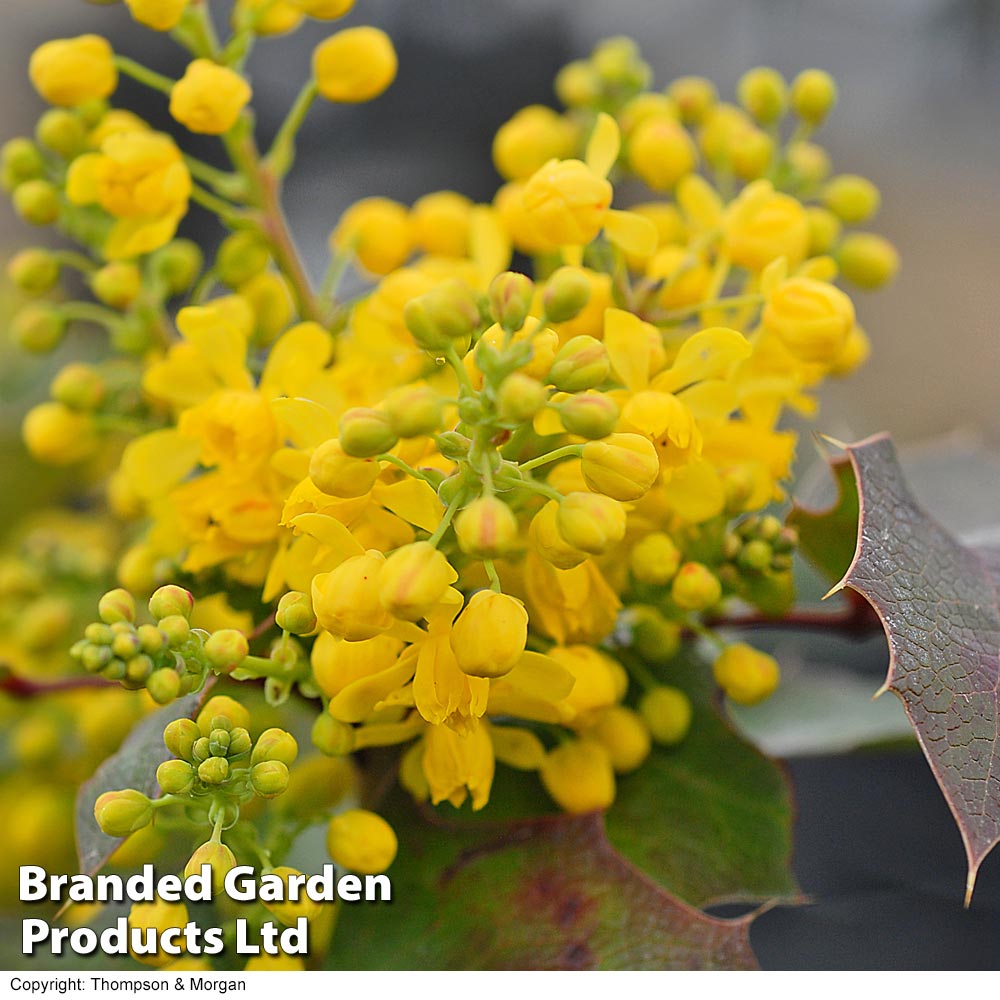 Mahonia aquifolium 'Apollo' Price Comparisons | Compare The Build
