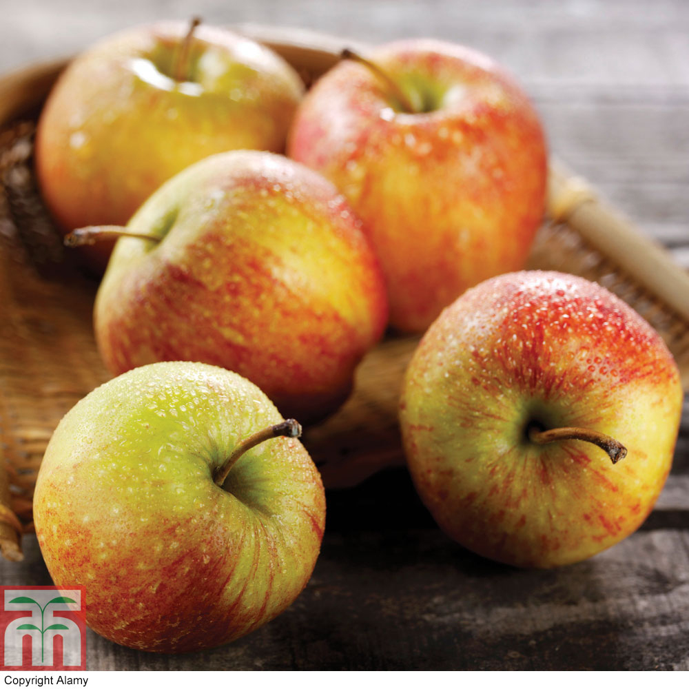 Apple 'Braeburn' Price Comparisons | Compare The Build