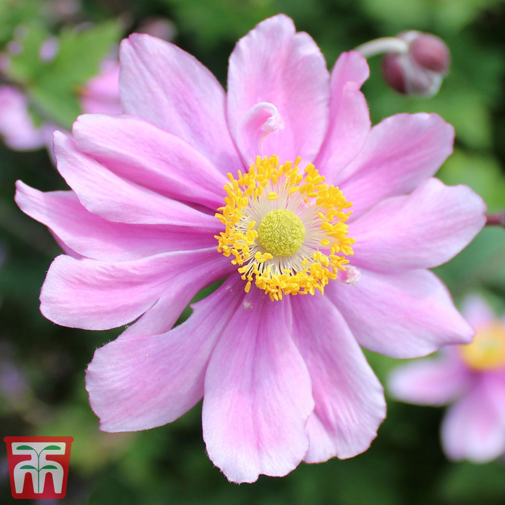 Anemone x hybrida 'Serenade' | Compare The Build