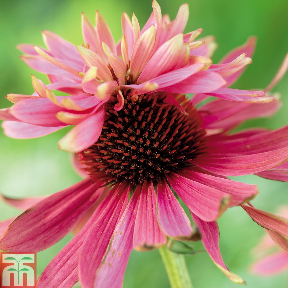 Echinacea purpurea 'Double Decker' Price Comparisons | Compare The Build