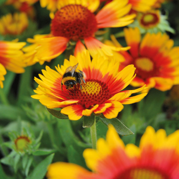 Gaillardia aristata 'Arizona Sun' Price Comparisons | Compare The Build