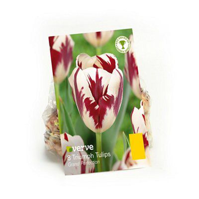 Verve Flower Bulb, Pack Price Comparisons | Compare The Build