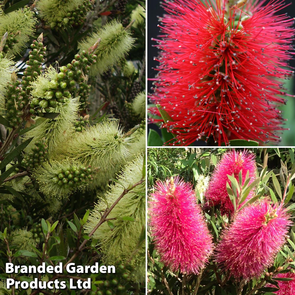 Callistemon Trio Price Comparisons | Compare The Build