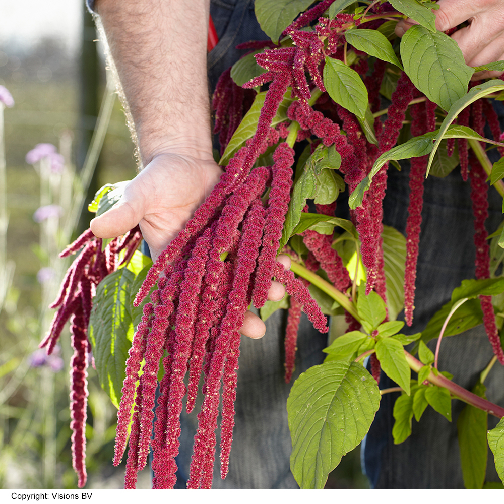 Amaranthus caudatus - Kew Flowerhouse Collection Price Comparisons | Compare The Build