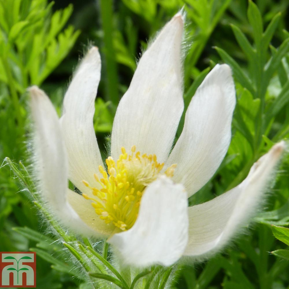 Pulsatilla vulgaris 'Alba' | Compare The Build