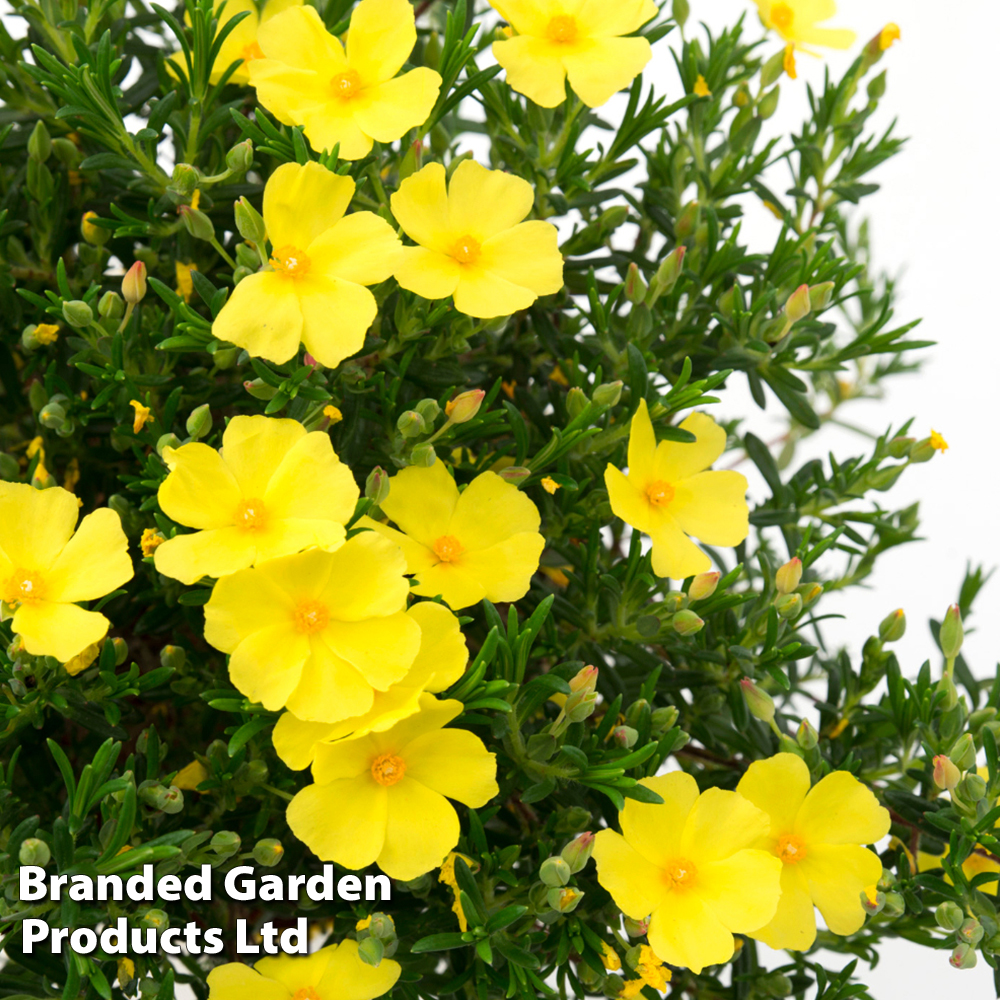 Halimium 'April Sun' Price Comparisons | Compare The Build