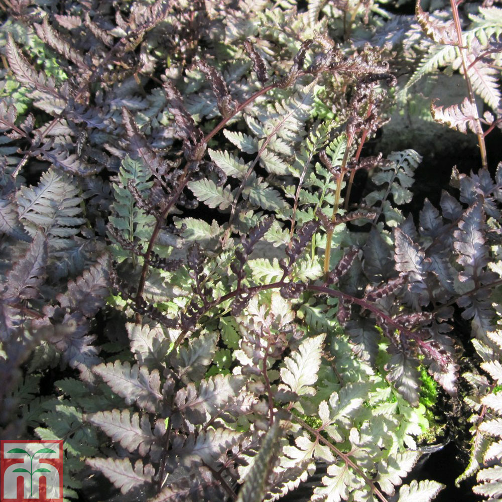 Athyrium niponicum f. metallicum | Compare The Build