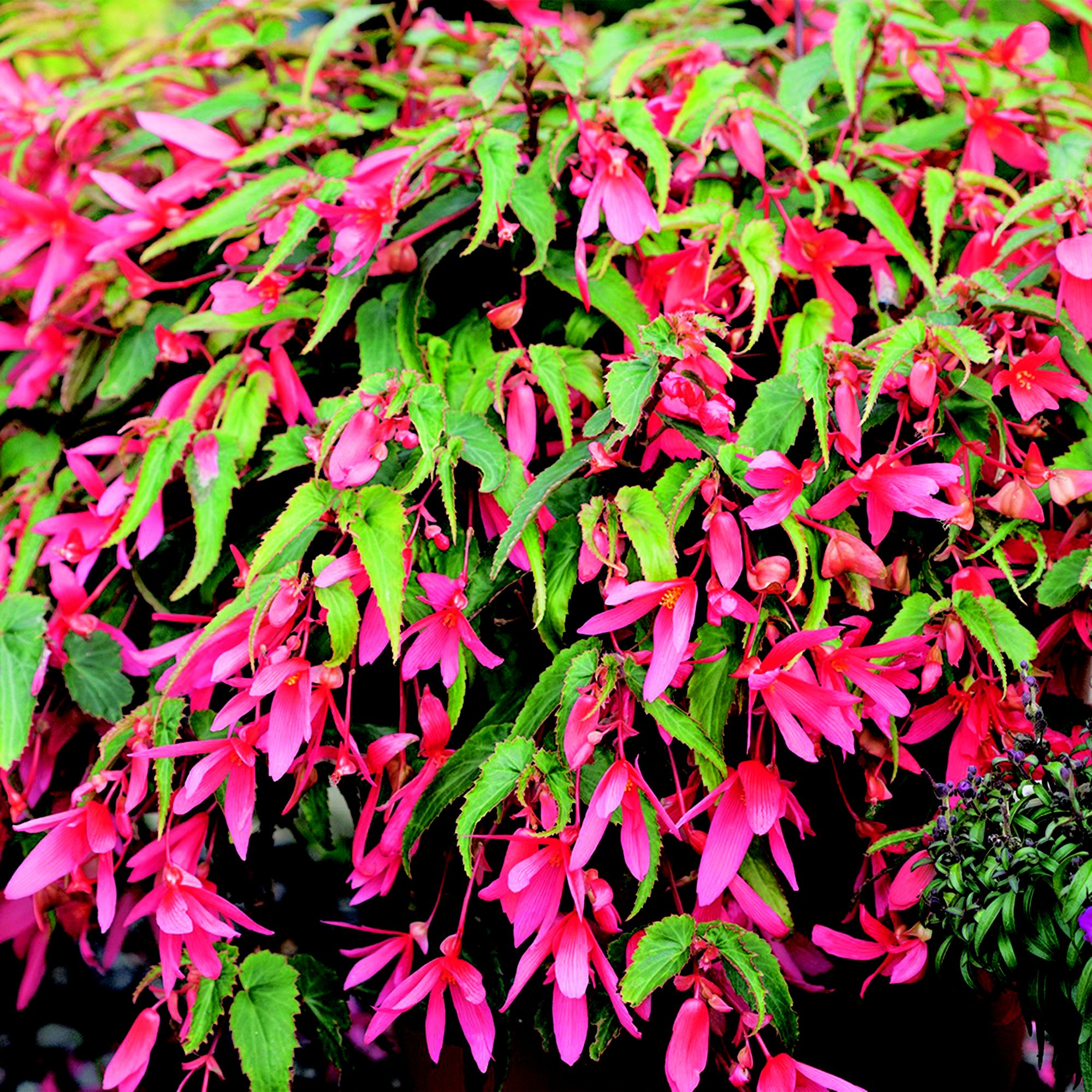 Verve 6 Cell Begonia Trailing Summer Bedding Plant, Pack Of 2 Price Comparisons | Compare The Build