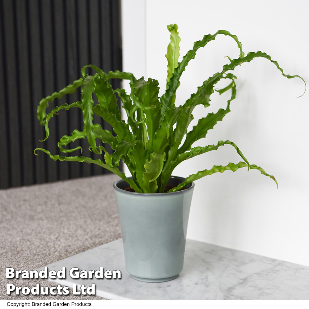 Asplenium antiquum 'Osaka' Price Comparisons | Compare The Build