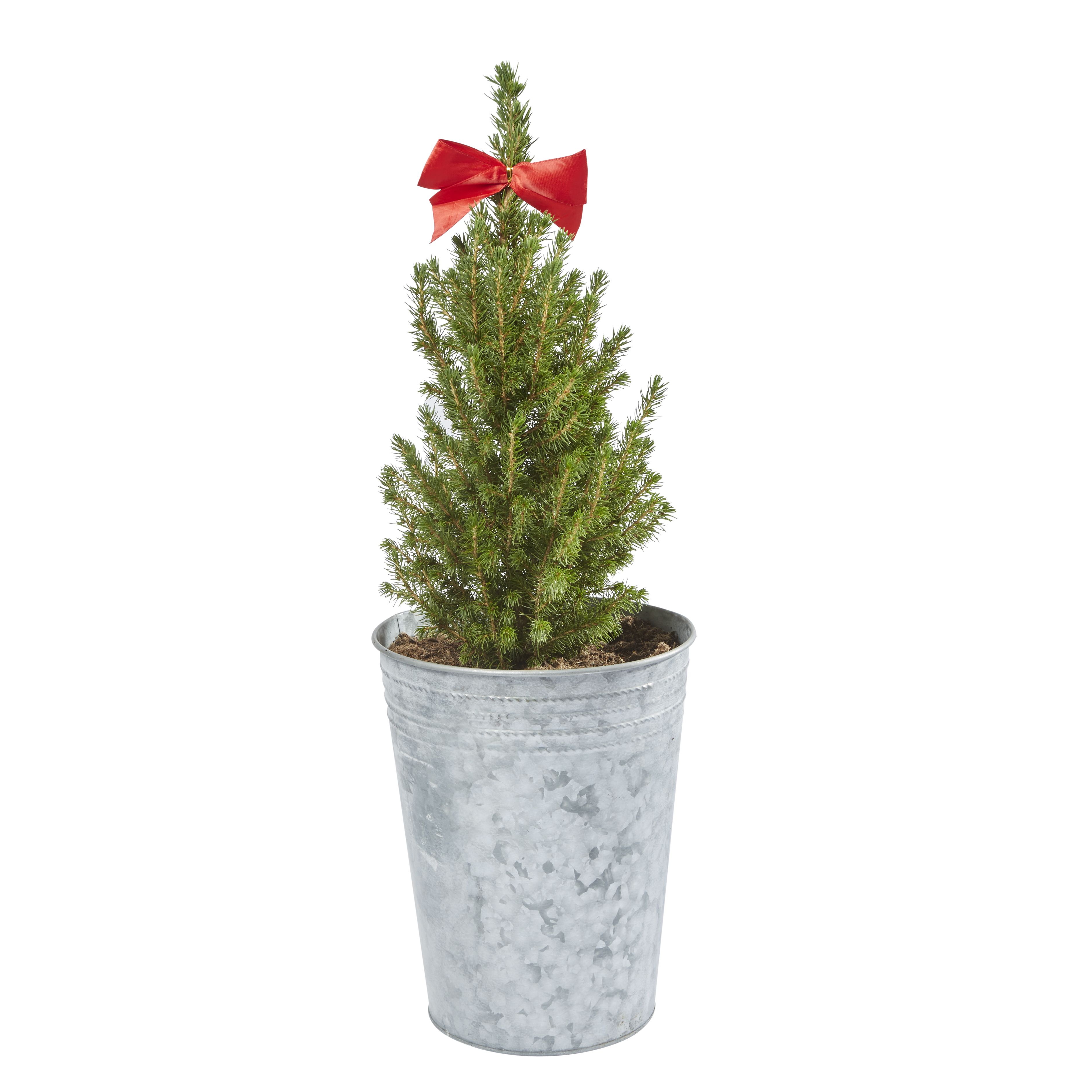 Verve Picea In Silver Metal Planter Price Comparisons | Compare The Build