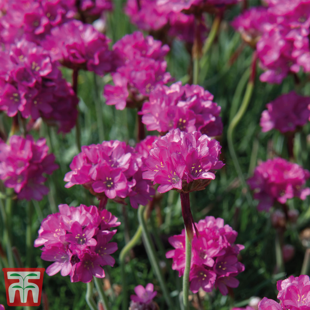 Armeria maritima 'Düsseldorfer Stolz' Price Comparisons | Compare The Build