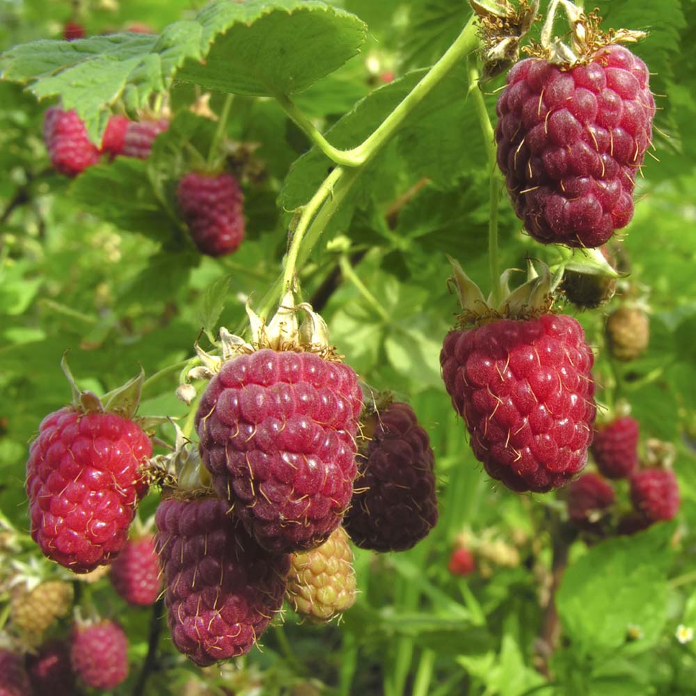 Raspberry 'Joan J' (Autumn fruiting) Price Comparisons | Compare The Build