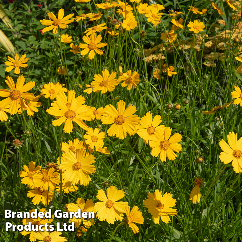 Coreopsis 'Schnittgold' Price Comparisons | Compare The Build