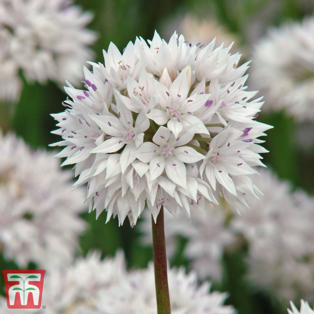 Allium amplectens 'Graceful Beauty' Price Comparisons | Compare The Build