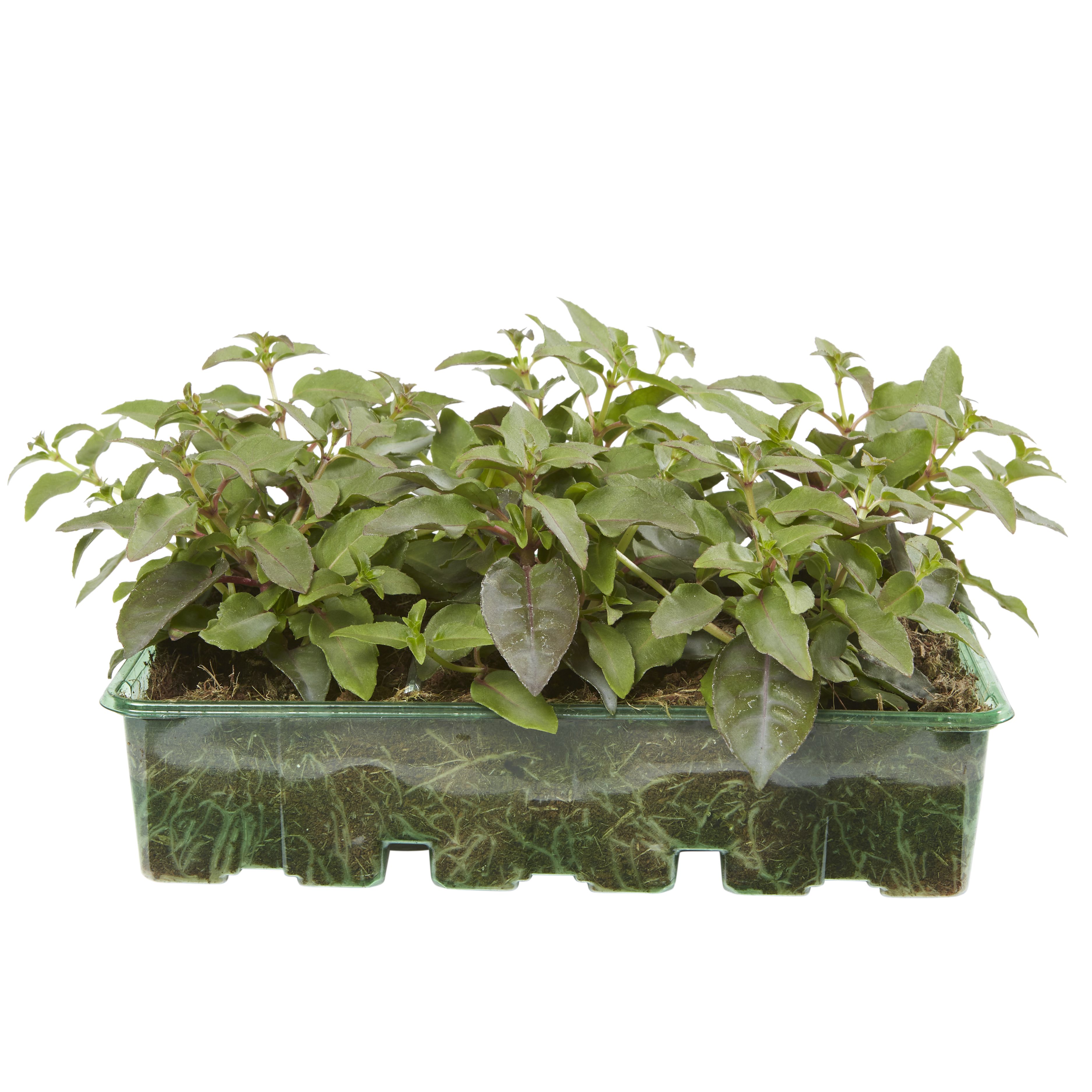 Verve 6 Cell Fuchsia Lydia Summer Bedding Plant, Pack Of 2 Price Comparisons | Compare The Build