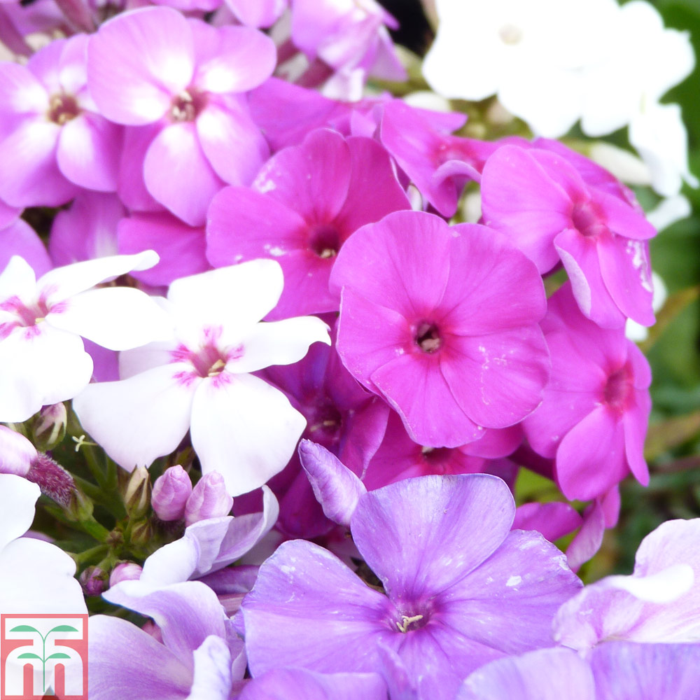 Phlox paniculata Mixed | Compare The Build