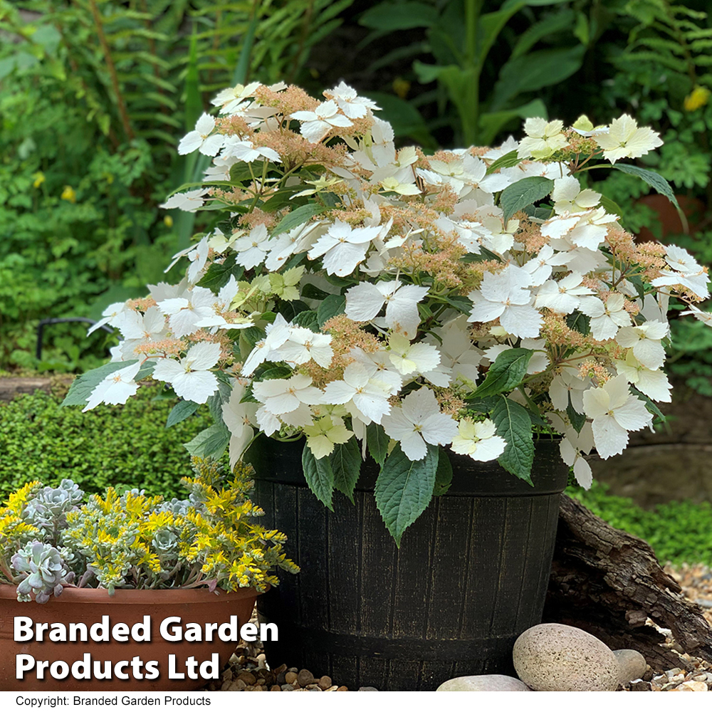 Hydrangea 'Cloud Nine' Price Comparisons | Compare The Build