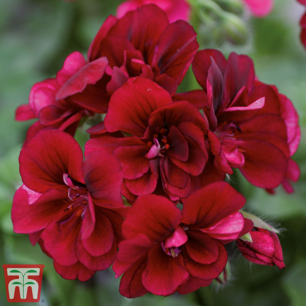 Geranium 'Grandeur&reg; Ivy Velvet' Price Comparisons | Compare The Build