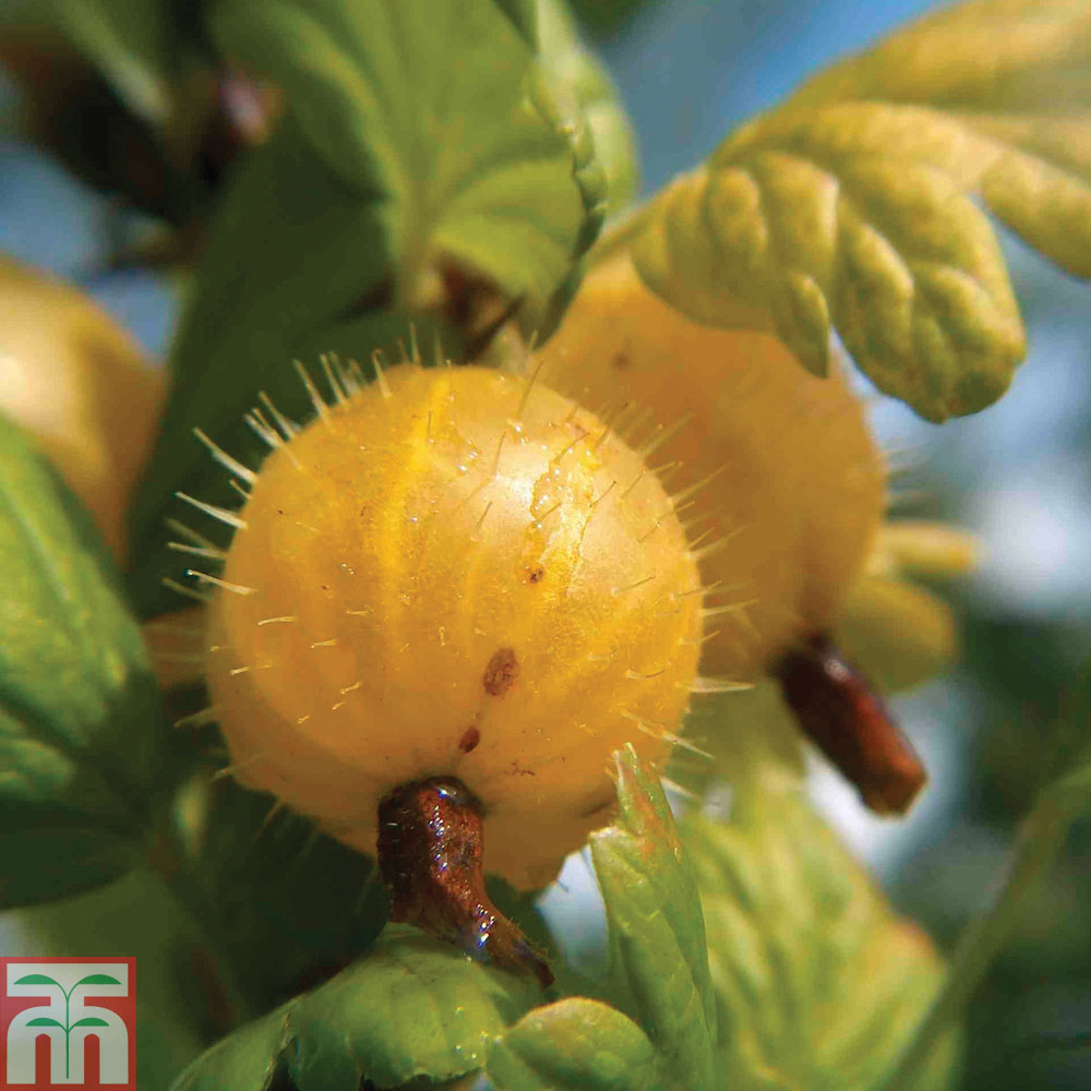 Gooseberry 'Hinnonmaki Yellow' Price Comparisons | Compare The Build