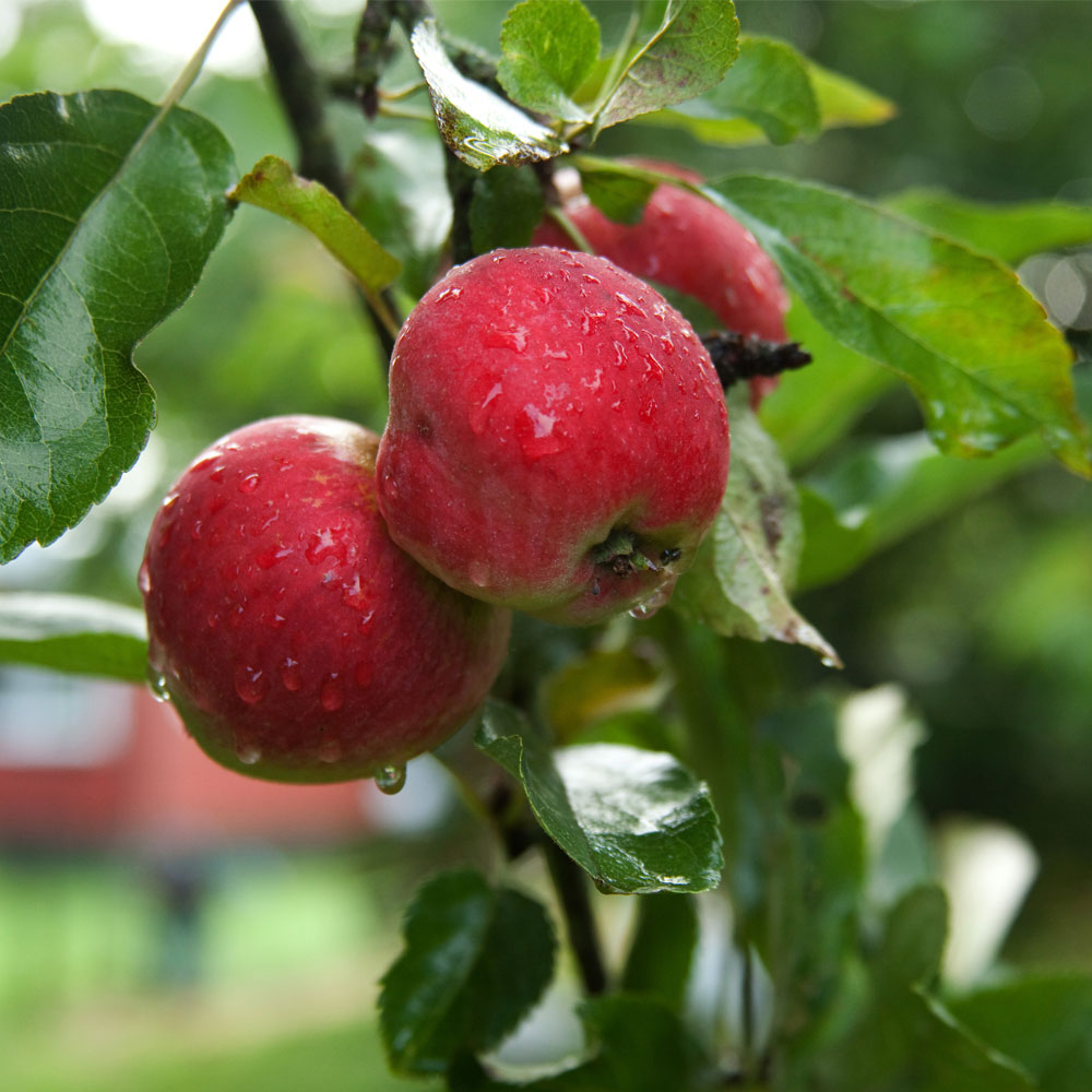 Apple 'Worcester Pearmain' Price Comparisons | Compare The Build