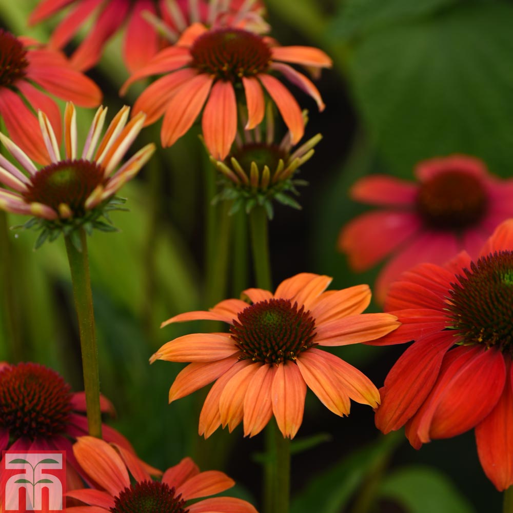 Echinacea 'Cheyenne Spirit' Price Comparisons | Compare The Build