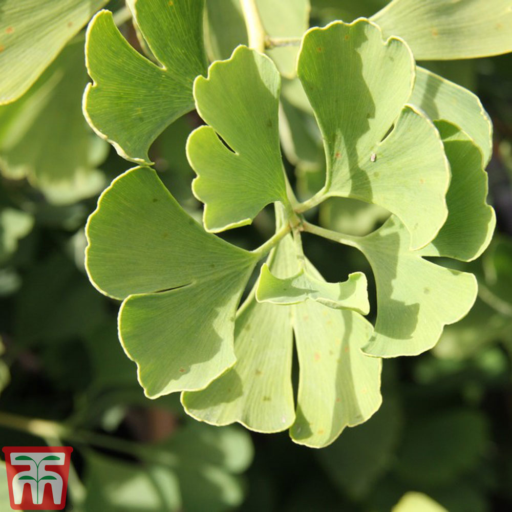 Ginkgo biloba 'Fastigiata Blagon' Price Comparisons | Compare The Build