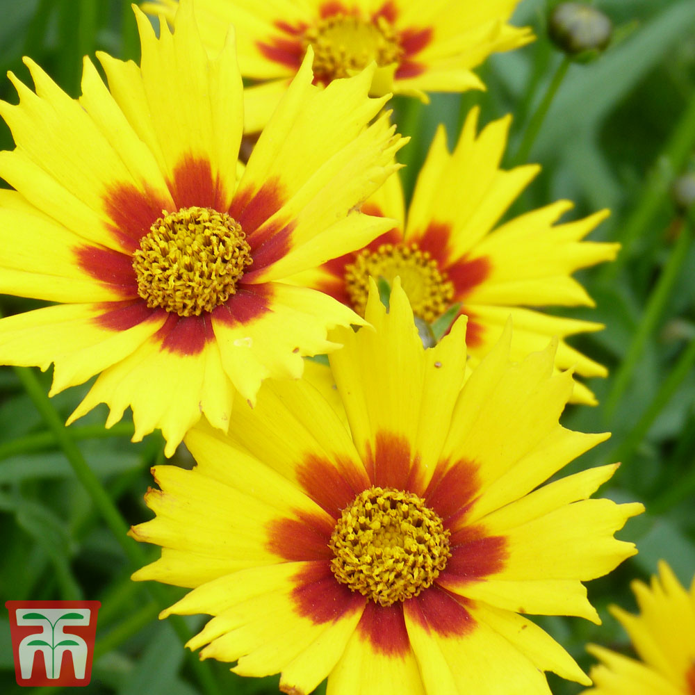 Coreopsis 'Sterntaler' Price Comparisons | Compare The Build