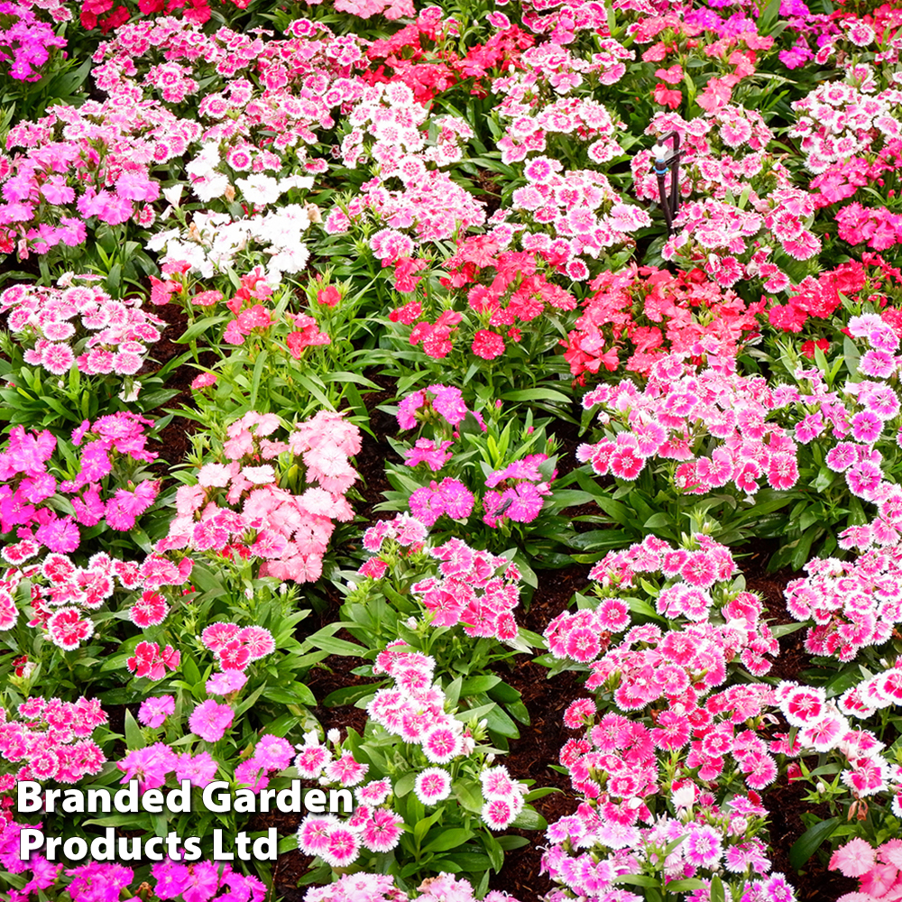 Dianthus deltoides 'Maiden Pink' | Compare The Build