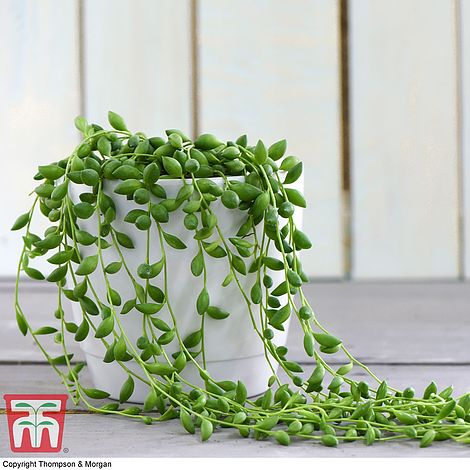 Senecio 'String of Teardrops' (House Plant) Price Comparisons | Compare The Build