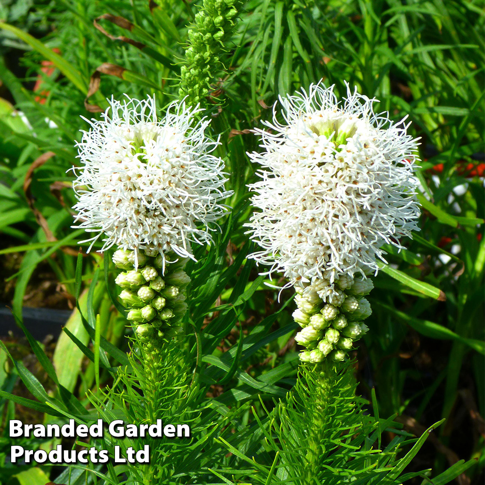 Liatris spicata 'Floristan White' Price Comparisons | Compare The Build