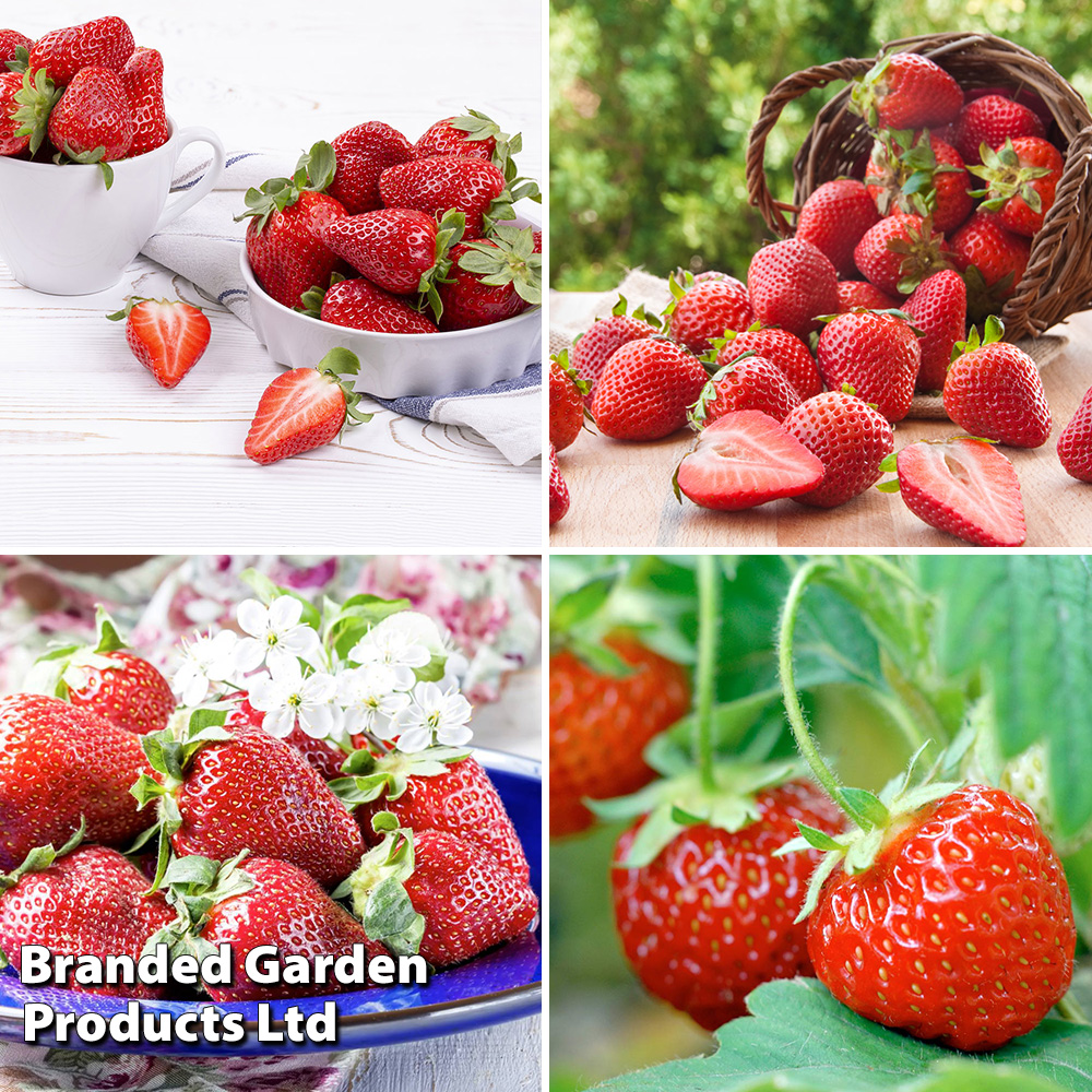 Fruit Strawberry Collection Price Comparisons | Compare The Build