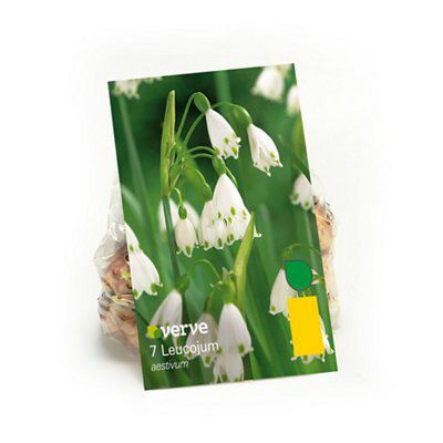 Verve Leucojum Aestivum Flower Bulb Price Comparisons | Compare The Build
