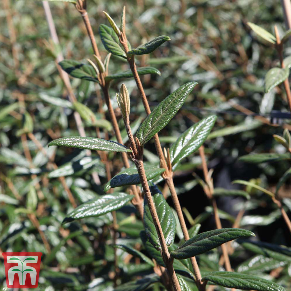 Viburnum 'Pragense' Price Comparisons | Compare The Build