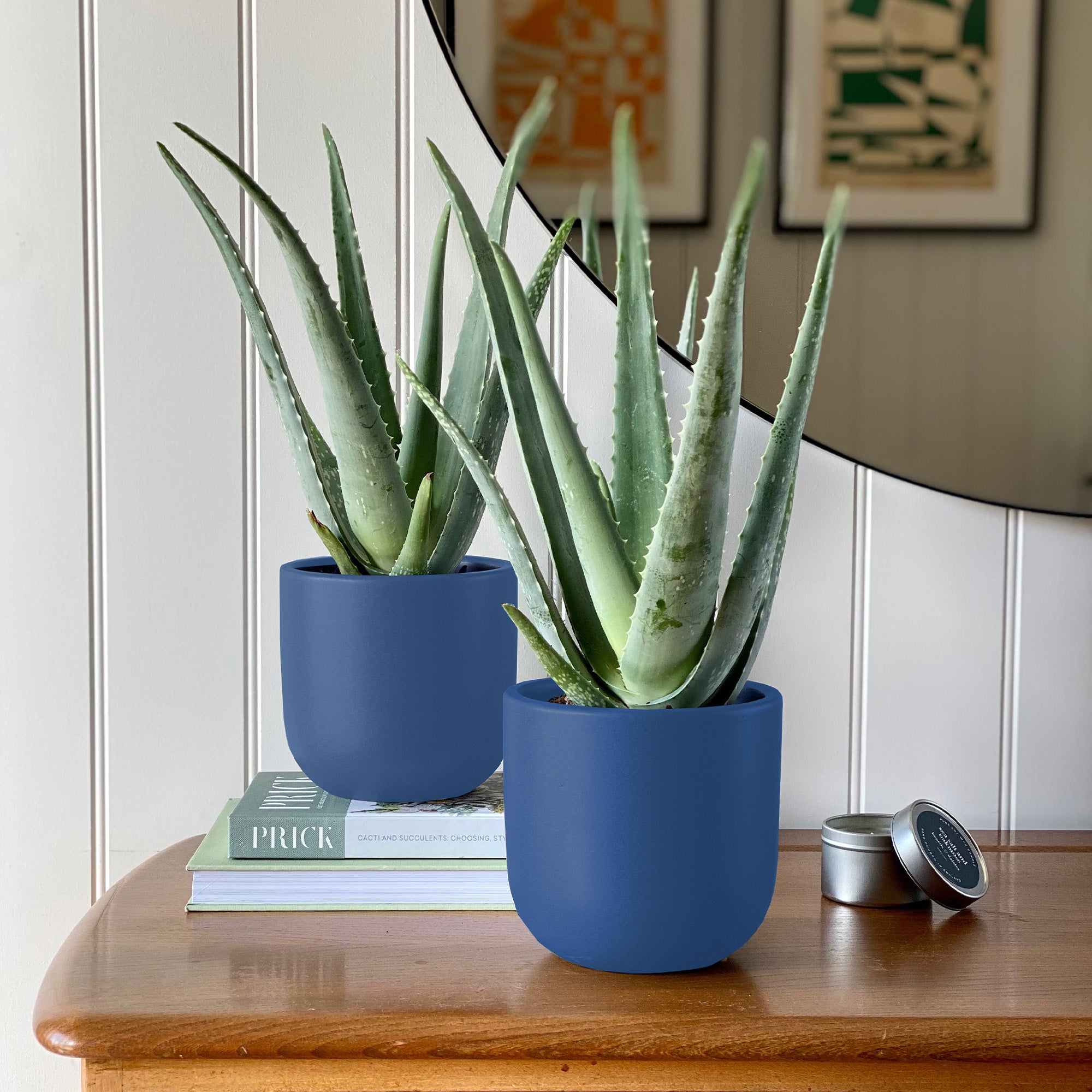 Aloe Vera Potted House Plant Bundle Earthenware Blue Price Comparisons | Compare The Build