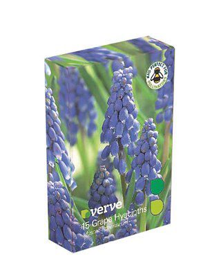Verve Flower Bulb, Pack Price Comparisons | Compare The Build