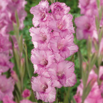 Verve "romance" Flower Bulb Price Comparisons | Compare The Build