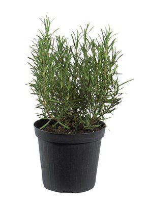 Italian Herbs Lavender/rosemary Or Thyme Price Comparisons | Compare The Build