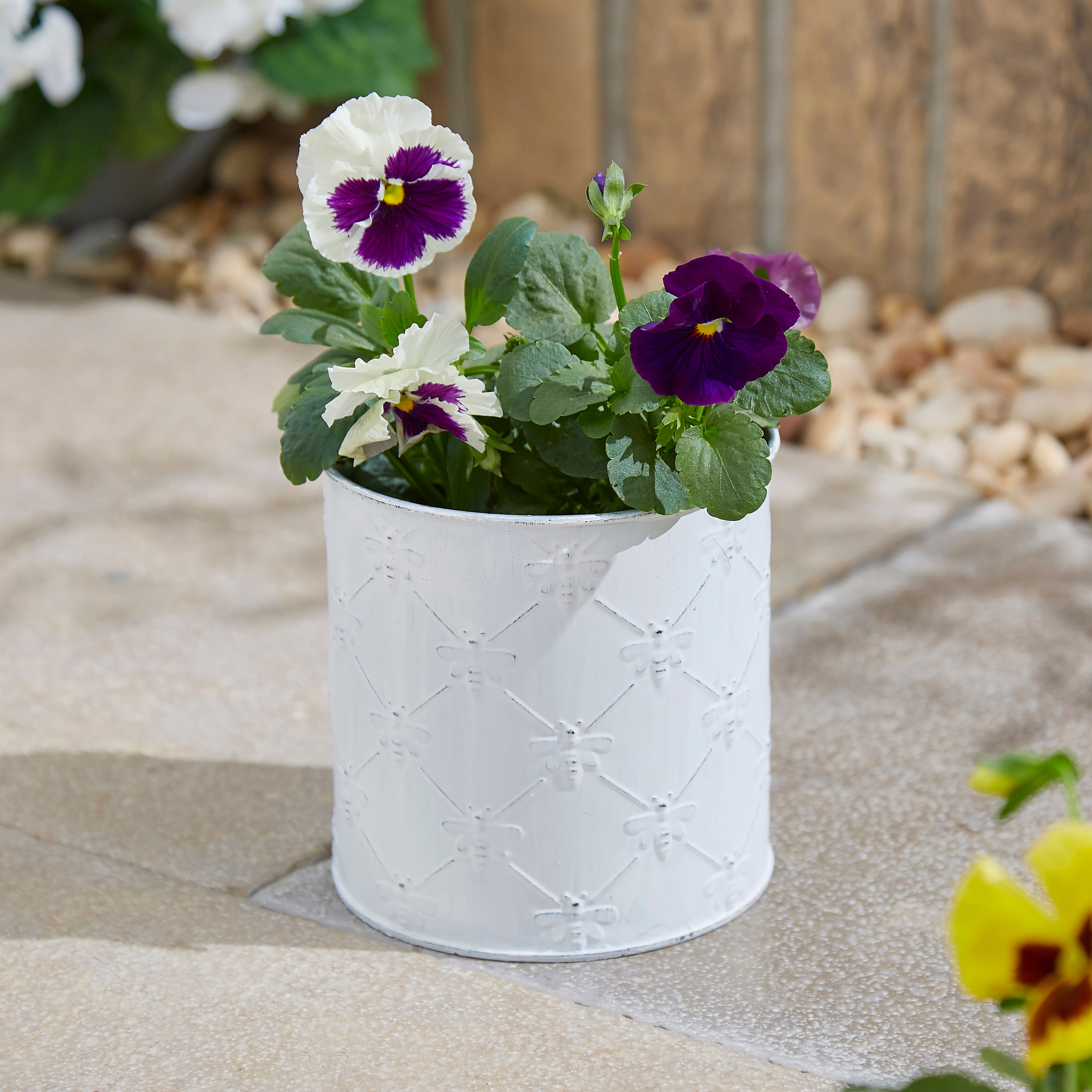 Taylor's Bulbs Zinc Bee Planter with Anemone Kit White | Compare The Build