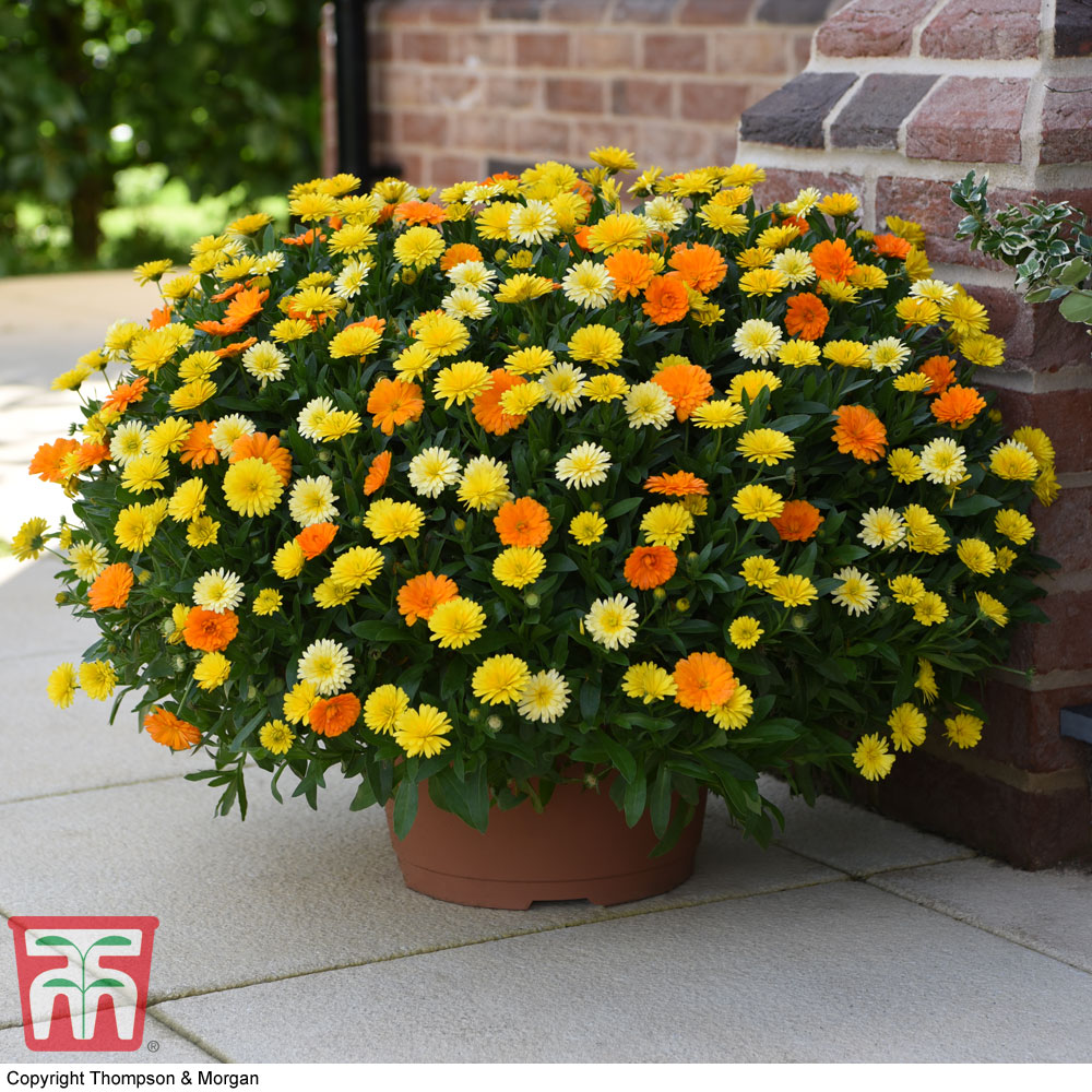 Calendula 'Power Daisy' Collection Price Comparisons | Compare The Build