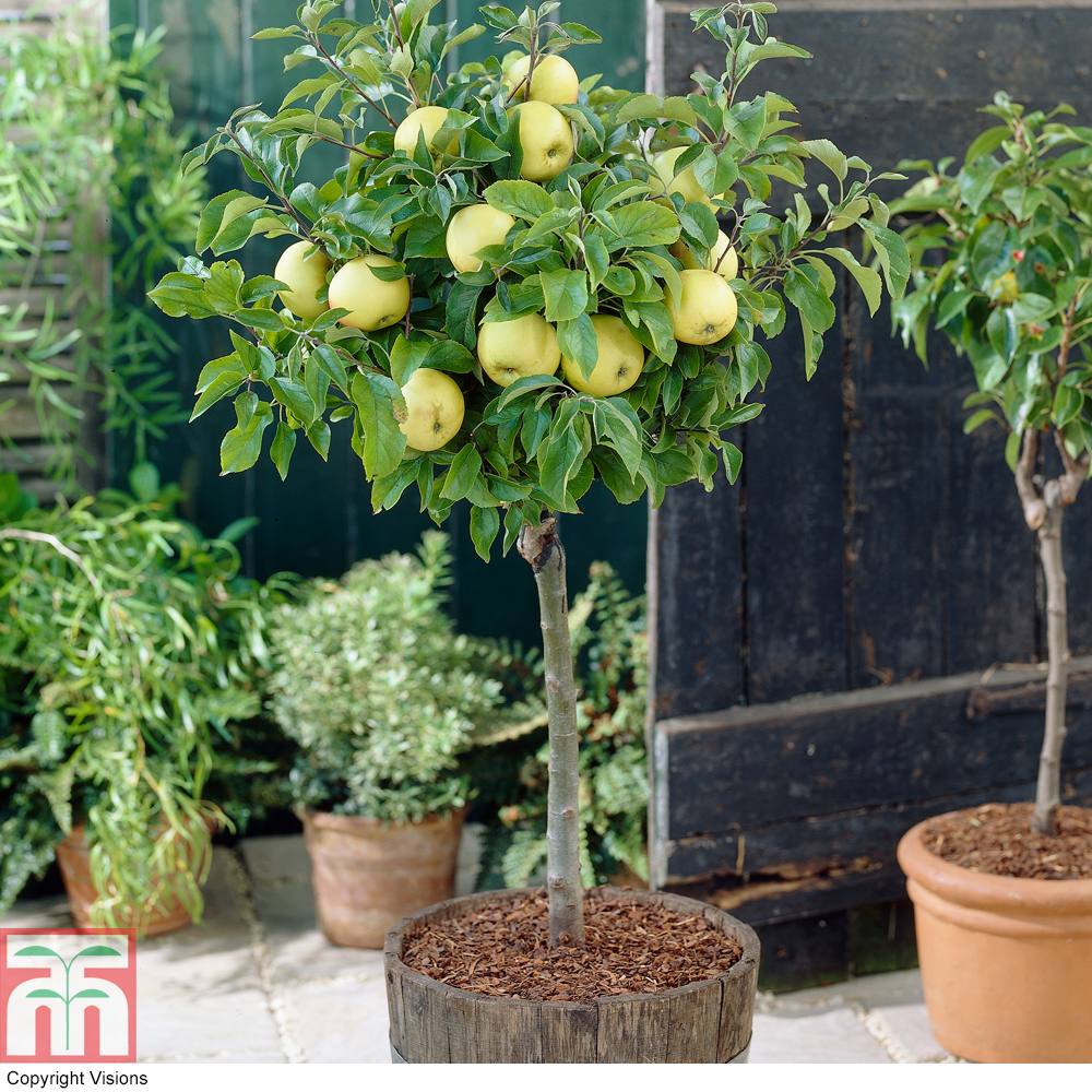 Apple 'Golden Delicious' (Mini Fruit Tree) Price Comparisons | Compare The Build