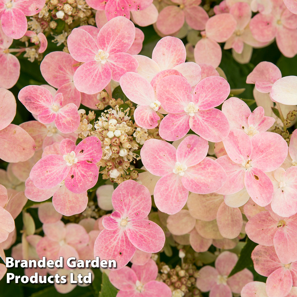 Hydrangea Paniculata 'Switch Ophelia' Price Comparisons | Compare The Build