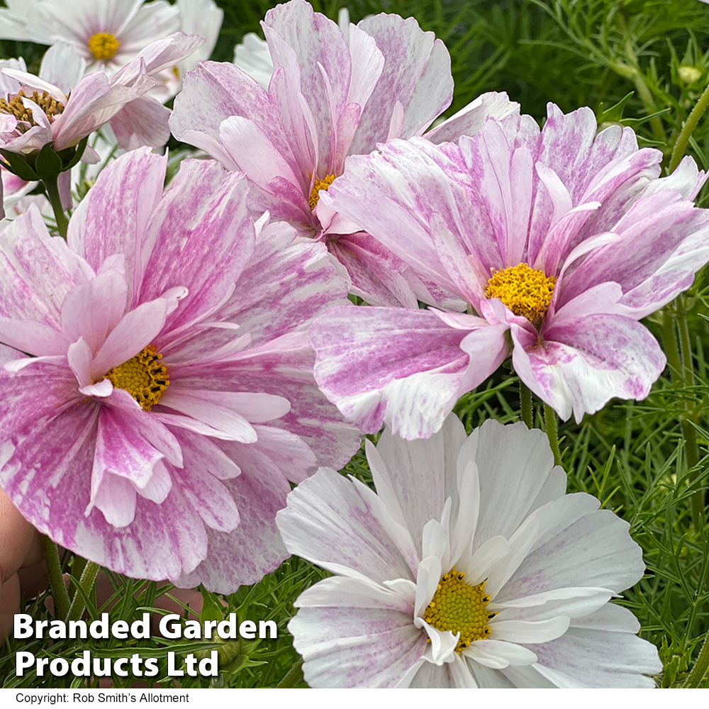 Cosmos 'Pink Mosaic' - Seeds Price Comparisons | Compare The Build