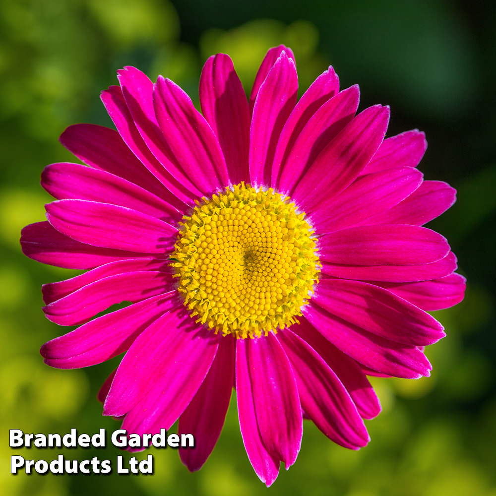 Tanacetum coccineum 'Robinson's Pink' Price Comparisons | Compare The Build