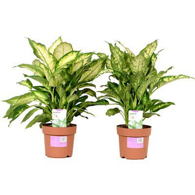 Verve Leopard Lily Assorted Price Comparisons | Compare The Build