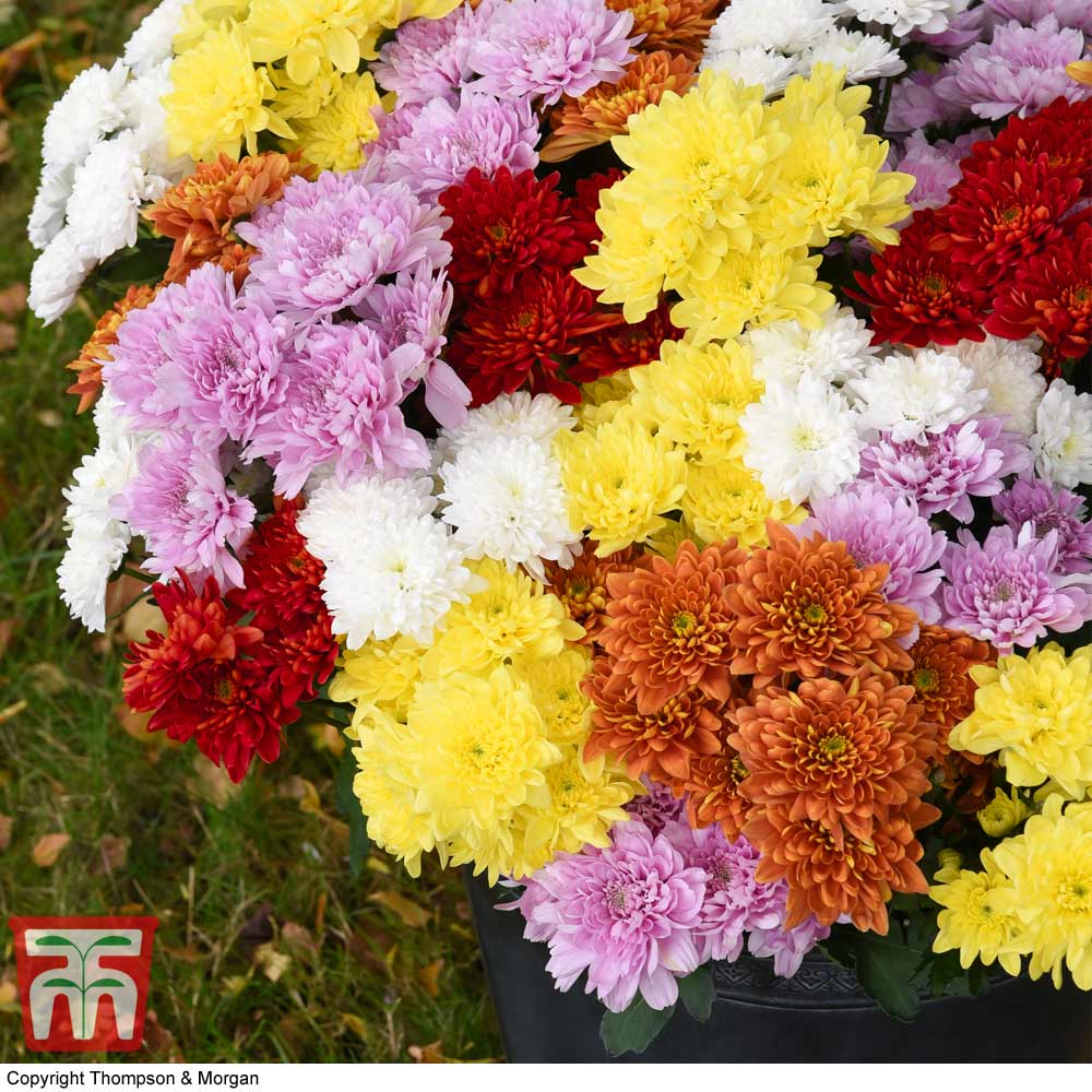 Chrysanthemum 'Decorative Mixed' Price Comparisons | Compare The Build