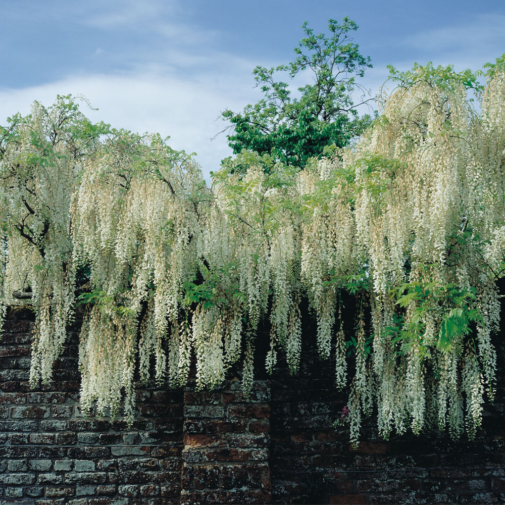 Wisteria floribunda 'Alba' Price Comparisons | Compare The Build