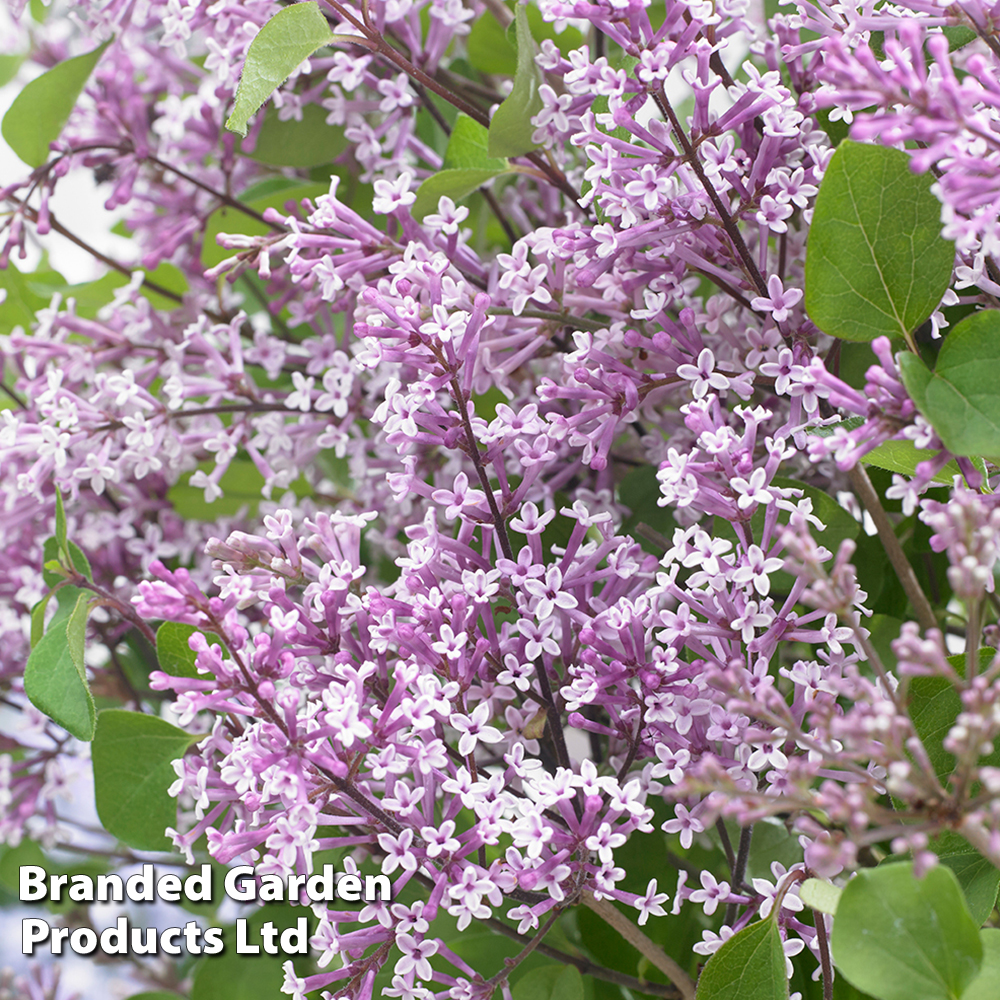 Syringa meyeri 'Flowerfesta® Purple' Price Comparisons | Compare The Build