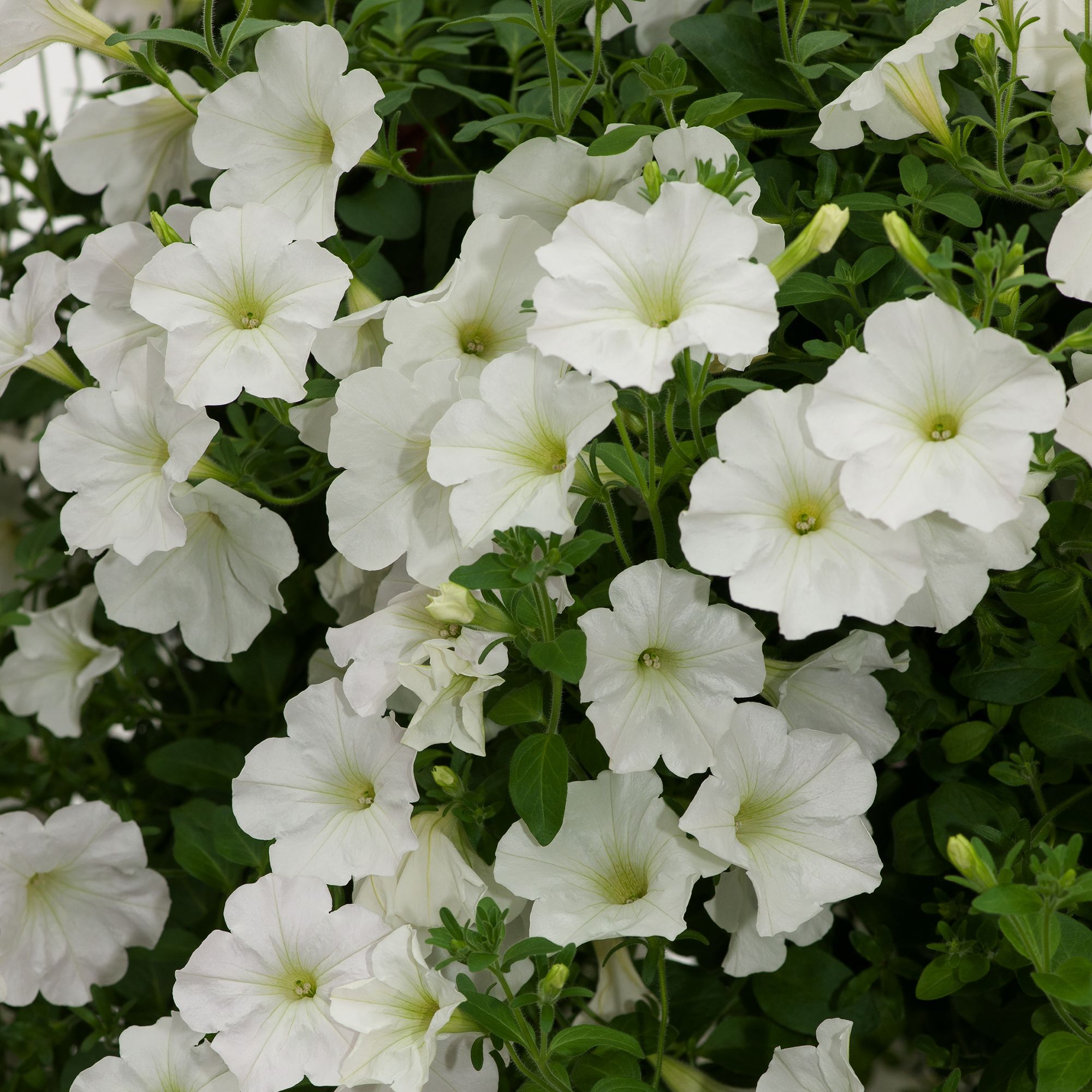 Verve Petunia Trailing White Summer Bedding Plant 10.5Cm, Pack Of 6 Price Comparisons | Compare The Build